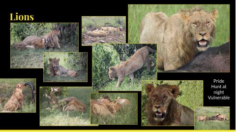 Lions collage