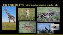 Beautiful five