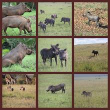 Warthogs