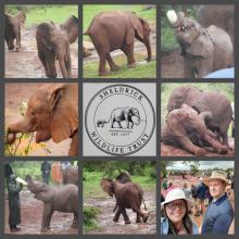 baby elephants