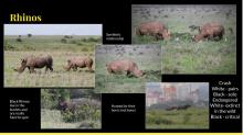 Rhinos collage