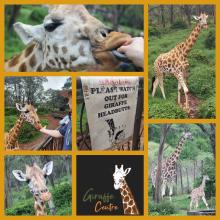 Rothschild giraffes