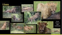 Lions collage